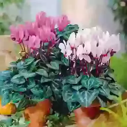 Cyclamen Collection